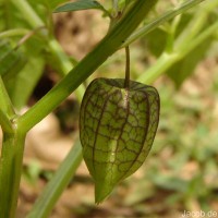 Physalis angulata L.